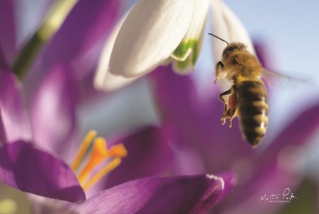 Bee I by Martin Podt art print