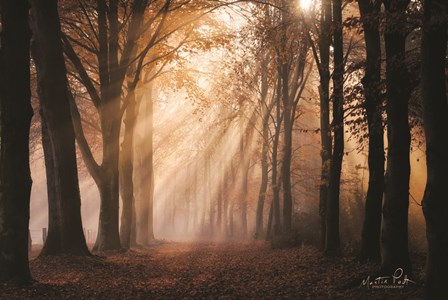Look for the Light in All Things by Martin Podt art print