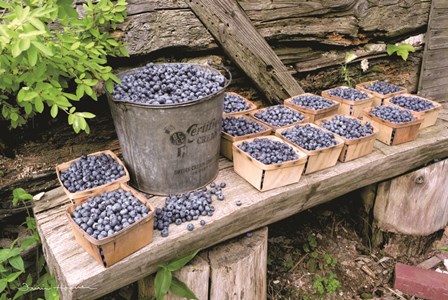 Blueberries Picked by Irvin Hoover art print