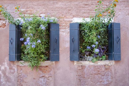 Italian Window Flowers II by Laura Denardo art print