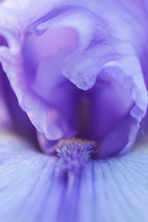 Lavender Bearded Iris by Anna Miller / Danita Delimont art print