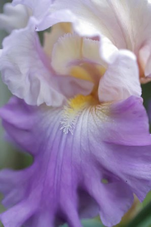 Pale Lavender Bearded Iris Close-Up by Anna Miller / Danita Delimont art print