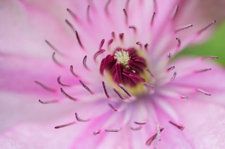 Pale Pink Clematis Blossom 1 by Anna Miller / Danita Delimont art print