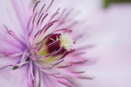 Pale Pink Clematis Blossom 2 by Anna Miller / Danita Delimont art print