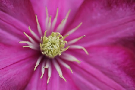 Pale Pink Clematis Blossom 3 by Anna Miller / Danita Delimont art print