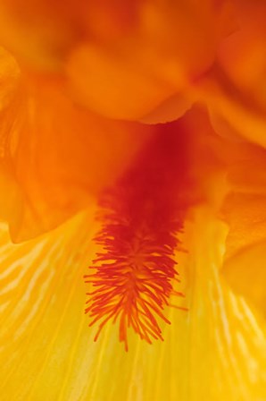 Bearded Iris Flower Close-Up 3 by Anna Miller / Danita Delimont art print