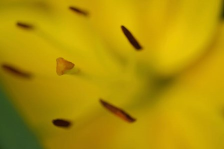 Yellow Daylily Flower Close-Up 1 by Anna Miller / Danita Delimont art print