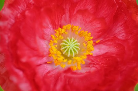 Red Poppy Flower by Anna Miller / Danita Delimont art print