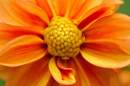 Orange Dahlia Bloom by Anna Miller / Danita Delimont art print