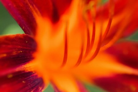 Red Daylily 1 by Anna Miller / Danita Delimont art print