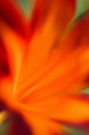 Red Daylily 2 by Anna Miller / Danita Delimont art print