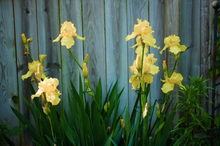 Yellow Bearded Iris And Rustic Wood Fence by Anna Miller / Danita Delimont art print