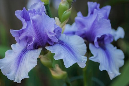 Lavender Iris 1 by Anna Miller / Danita Delimont art print
