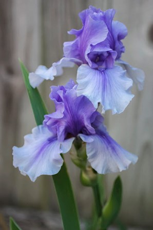 Lavender Iris 2 by Anna Miller / Danita Delimont art print