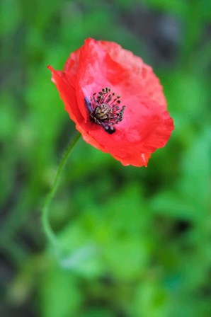Red Poppy Flower 1 by Anna Miller / Danita Delimont art print