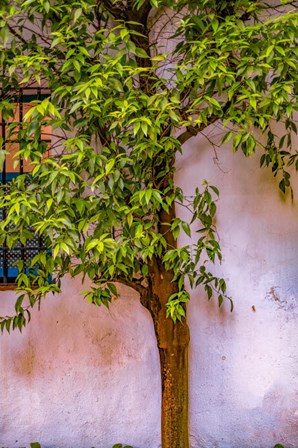Tree And Wall by George Theodore / Danita Delimont art print