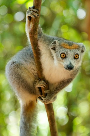Madagascar, Lake Ampitabe, Female Crowned Lemur Has A Gray Head And Body With A Rufous Crown by Ellen Goff / Danita Delimont art print