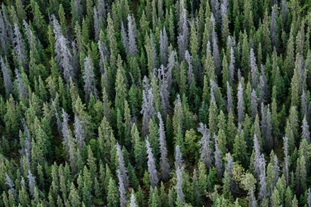 Yukon, Kluane National Park Mix Of Living And Dead White Spruce Trees by Yuri Choufour / DanitaDelimont art print