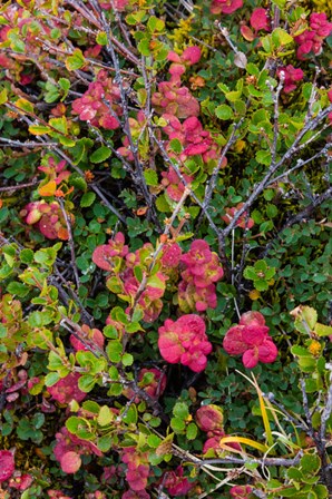 Greenland, Eqip Sermia Dwarf Birch And Other Tundra Plants by Inger Hogstrom / Danita Delimont art print