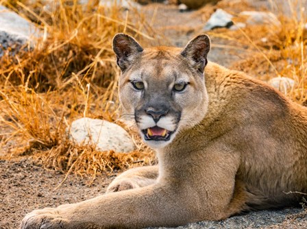 Mountain Lion, Cougar, Puma Concolor by William Perry / Danita Delimont art print