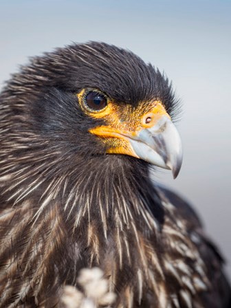 Adult Striated Caracara, Protected, Endemic To The Falkland Islands by Martin Zwick / Danita Delimont art print