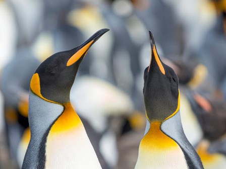 King Penguin, Falkland Islands 3 by Martin Zwick / Danita Delimont art print