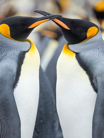 King Penguin, Falkland Islands 4 by Martin Zwick / Danita Delimont art print