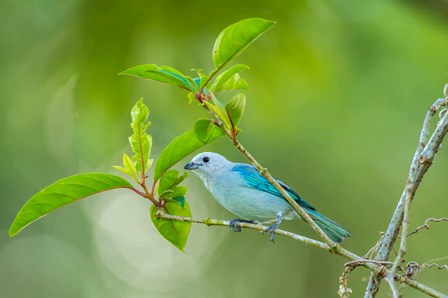 Costa Rica, Sarapiqui River Valley, Blue-Grey Tanager On Limb by Jaynes Gallery / Danita Delimont art print