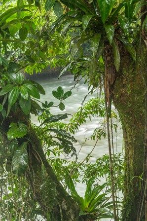 Costa Rica, Sarapiqui River Valley, Rio Puerto Viejo River In Rainforest by Jaynes Gallery / Danita Delimont art print