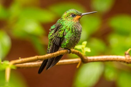 Costa Rica, Monte Verde Cloud Forest Reserve, Female Purple-Throated Mountain Gem Close-Up by Jaynes Gallery / Danita Delimont art print