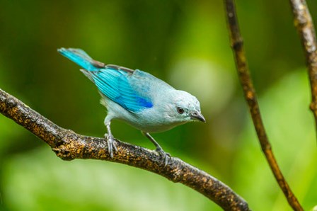 Costa Rica, Sarapique River Valley Blue-Grey Tanager On Limb by Jaynes Gallery / Danita Delimont art print