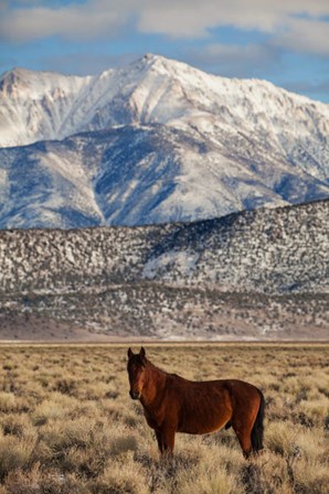 California White Mountains And Wild Mustang In Adobe Valley by Jaynes Gallery / Danita Delimont art print