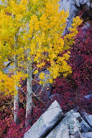 California, Sierra Nevada Mountains Mountain Dogwood And Aspen Trees In Autumn by Jaynes Gallery / Danita Delimont art print