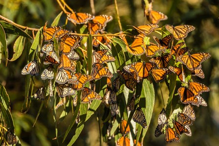 California, San Luis Obispo County Clustering Monarch Butterflies On Branches by Jaynes Gallery / Danita Delimont art print
