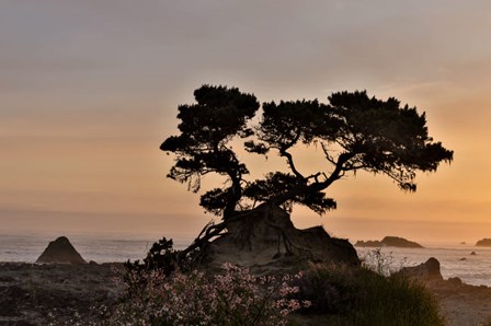 Cypress Tree At Sunset Along The Northern California Coastline, Crescent City, California by Darrell Gulin / Danita Delimont art print