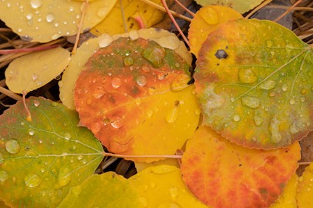 Colorado, Gunnison National Forest, Raindrops On Fallen Autumn Aspen Leaves by Jaynes Gallery / Danita Delimont art print