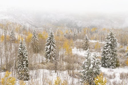 Colorado, White River National Forest, Snowstorm On Forest by Jaynes Gallery / Danita Delimont art print