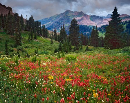 Colorado, Laplata Mountains, Wildflowers In Mountain Meadow by Jaynes Gallery / Danita Delimont art print