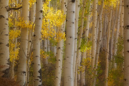 Colorado, Gunnison National Forest, Aspen Trees Highlighted At Sunrise by Jaynes Gallery / Danita Delimont art print