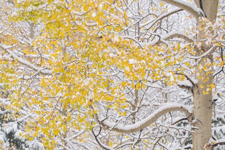 Snow Coats Aspen Trees In Winter by Jaynes Gallery / Danita Delimont art print