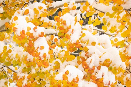 White River National Forest, Snow Coats Aspen Trees In Winter by Jaynes Gallery / Danita Delimont art print