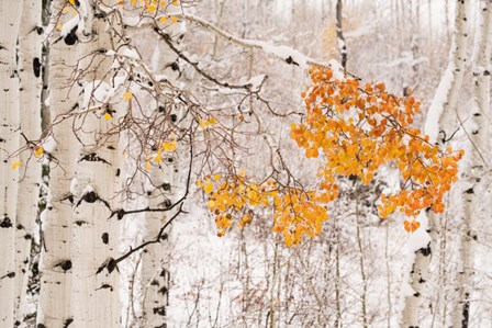 Colorado, White River National Forest, Snow Coats Aspen Trees In Winter by Jaynes Gallery / Danita Delimont art print