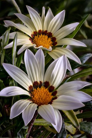 Colorado, Fort Collins, White Flower Close-Up by Jaynes Gallery / Danita Delimont art print