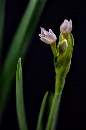Paperwhite Flower Plant Close-Up by Jaynes Gallery / Danita Delimont art print