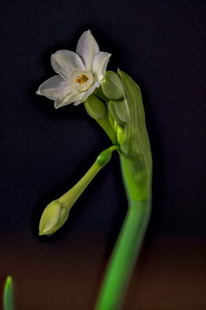 Colorado, Paperwhite Flower Plant Close-Up by Jaynes Gallery / Danita Delimont art print