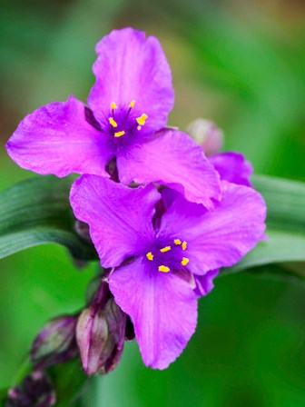 Purple Virginia Spiderwort, Tradescantia Virginiana Growing In A Wildflower Garden by Julie Eggers / Danita Delimont art print