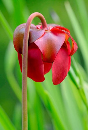 Red Flower Of The Pitcher Plant (Sarracenia Rubra), A Carnivorous Plant by Julie Eggers / Danita Delimont art print