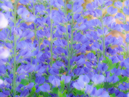 Blue Wild Indigo, Baptisia Australis, A Native American Wildflower by Julie Eggers / Danita Delimont art print