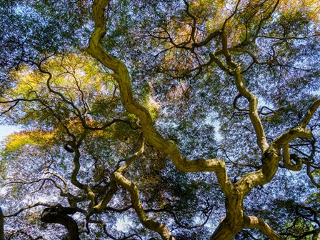 Looking Up At The Sky Through A Japanese Maple by Julie Eggers / Danita Delimont art print