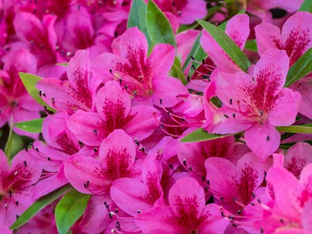 Hot Pink Azaleas In A Garden by Julie Eggers / Danita Delimont art print